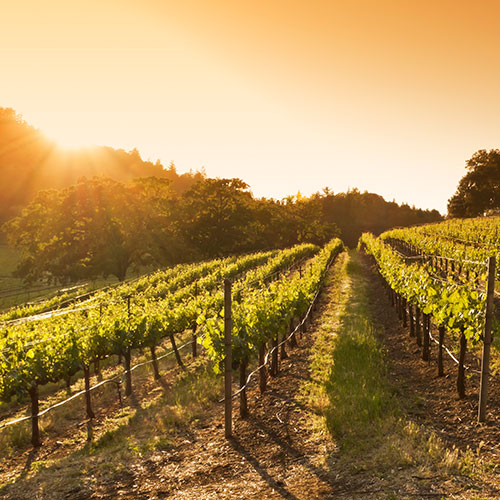 Vineyards in Napa Valley